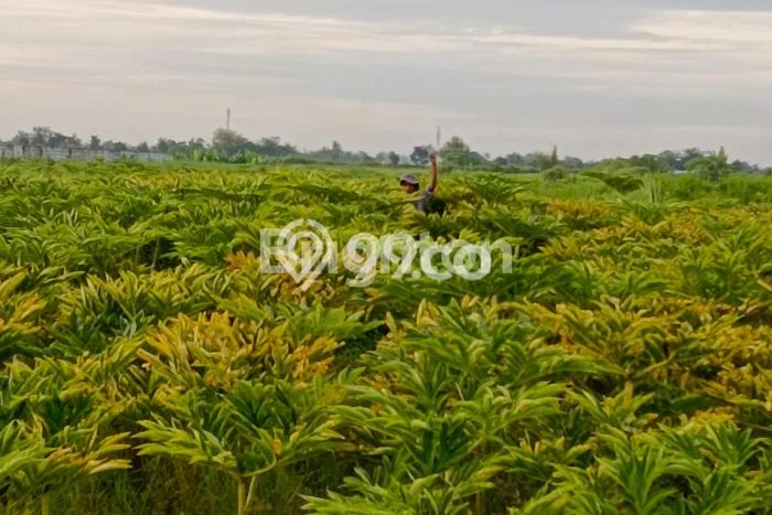 Lahan Kosong Dijual di Percut Sei Tuan, Deli Serdang, Luas 36652m2 Area Strategis Lahan Kosong Dijual di Percut Sei Tuan, Deli Serdang, Luas 36652m2 Area Strategis