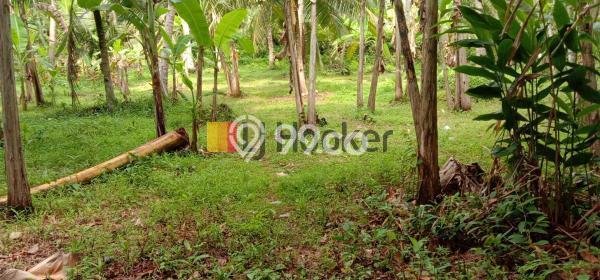 Kavling Tanah Lokasi Strategis di Pekutatan, Jembrana Disewakan 4650m2 Kavling Tanah Lokasi Strategis di Pekutatan, Jembrana Disewakan 4650m2