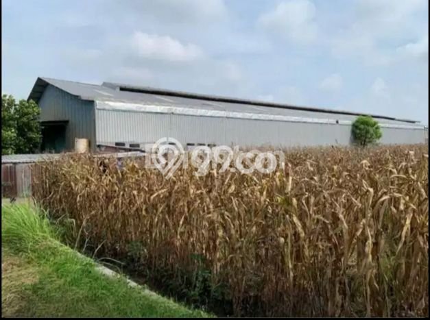 Gudang Dijual di Surabaya LT 2036m2 & LB 1890m2 Lokasi Terbaik! Gudang Dijual di Surabaya LT 2036m2 & LB 1890m2 Lokasi Terbaik!