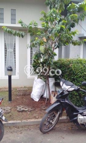 Rumah Luas Asri 2 KT Siap Pakai di Bintaro Tangerang Selatan Rumah Luas Asri 2 KT Siap Pakai di Bintaro Tangerang Selatan