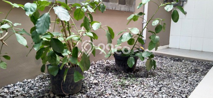 Disewakan Cepat Rumah Kondisi Baik di Kawasan Laweyan, Solo Disewakan Cepat Rumah Kondisi Baik di Kawasan Laweyan, Solo