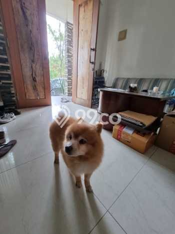 DIJUAL RUMAH RAPIH TERAWAT SIAP HUNI DI VILLA MELATI MAS BSD DIJUAL RUMAH RAPIH TERAWAT SIAP HUNI DI VILLA MELATI MAS BSD