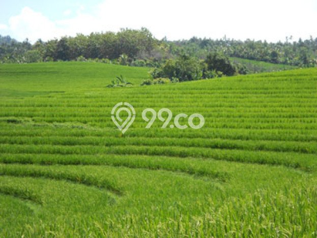 Dijual Tanah Kawasan Soka, Luas 5000m², Dekat Soka, Tabanan, Tabanan Dijual Tanah Kawasan Soka, Luas 5000m², Dekat Soka, Tabanan, Tabanan