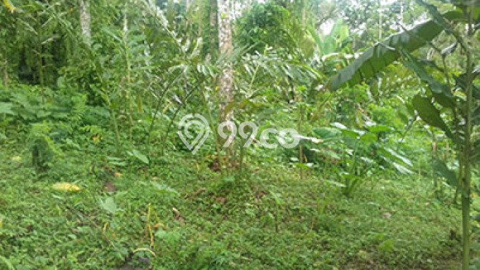 Jual Tanah Lokasi Prima di Jatiluwih, Luas 8000m², Dekat Jatiluwih, Tabanan, Tabanan Jual Tanah Lokasi Prima di Jatiluwih, Luas 8000m², Dekat Jatiluwih, Tabanan, Tabanan