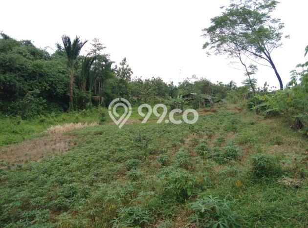 Lahan Strategis di Ciampea Dijual dengan Luas 5000m2 Lahan Strategis di Ciampea Dijual dengan Luas 5000m2