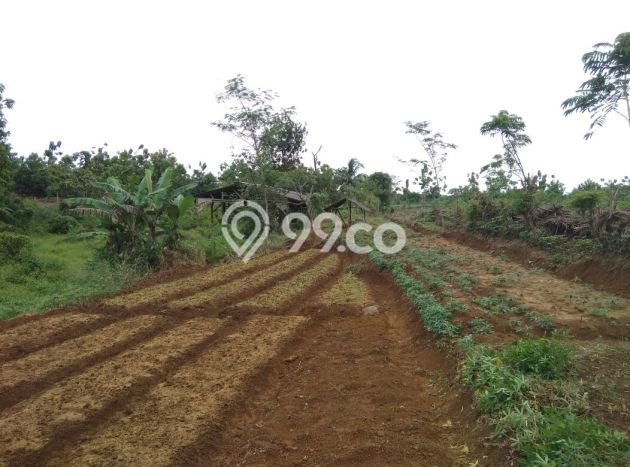 Lahan Strategis di Ciampea Dijual dengan Luas 5000m2 Lahan Strategis di Ciampea Dijual dengan Luas 5000m2