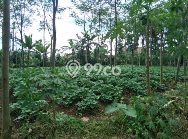 Lahan untuk Dijual Lokasi Dramaga, Bogor Luas 2000m2 SHM Lahan untuk Dijual Lokasi Dramaga, Bogor Luas 2000m2 SHM