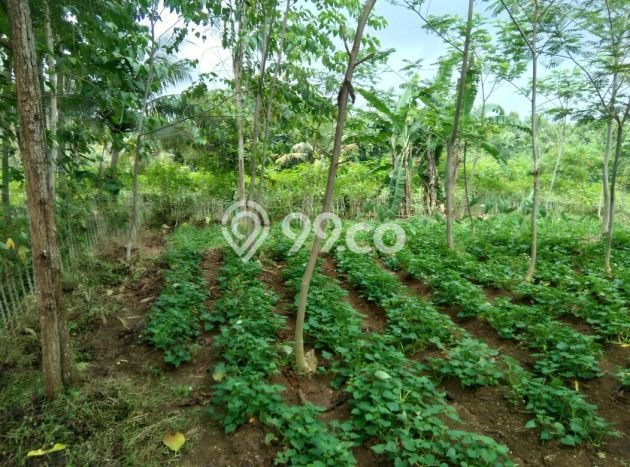 Lahan untuk Dijual Lokasi Dramaga, Bogor Luas 2000m2 SHM Lahan untuk Dijual Lokasi Dramaga, Bogor Luas 2000m2 SHM