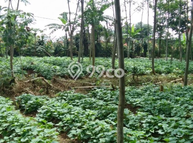 Lahan untuk Dijual Lokasi Dramaga, Bogor Luas 2000m2 SHM Lahan untuk Dijual Lokasi Dramaga, Bogor Luas 2000m2 SHM