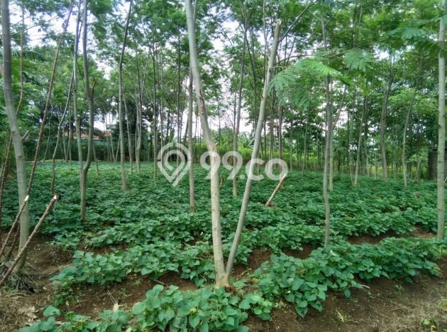 Lahan untuk Dijual Lokasi Dramaga, Bogor Luas 2000m2 SHM Lahan untuk Dijual Lokasi Dramaga, Bogor Luas 2000m2 SHM