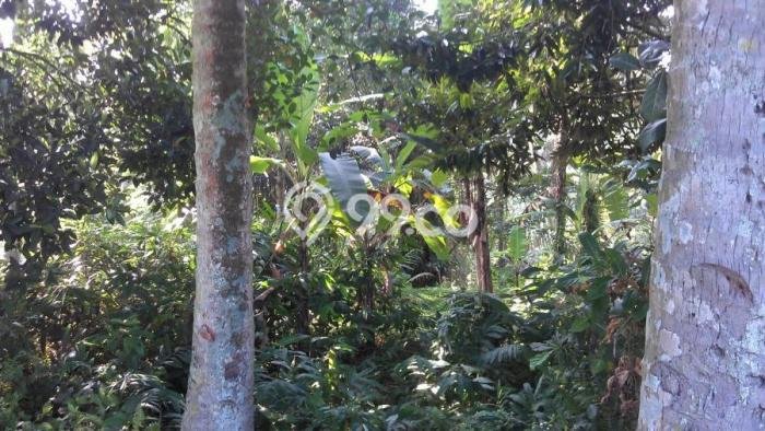 Jual Tanah Lokasi Strategis di Lodtunduh, Luas 1100m², Akses Lodtunduh, Gianyar, Gianyar Jual Tanah Lokasi Strategis di Lodtunduh, Luas 1100m², Akses Lodtunduh, Gianyar, Gianyar