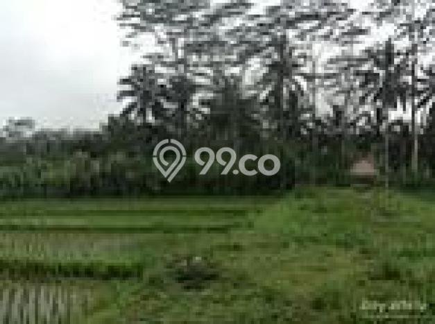 Tanah Komersial Dijual di Ubud Gianyar 66118m2 Tanah Komersial Dijual di Ubud Gianyar 66118m2