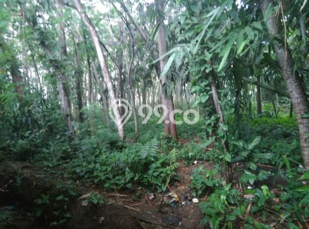 Tanah Kawasan Ciampea, Luas 5570m², Dekat Jalan Utama Tanah Kawasan Ciampea, Luas 5570m², Dekat Jalan Utama