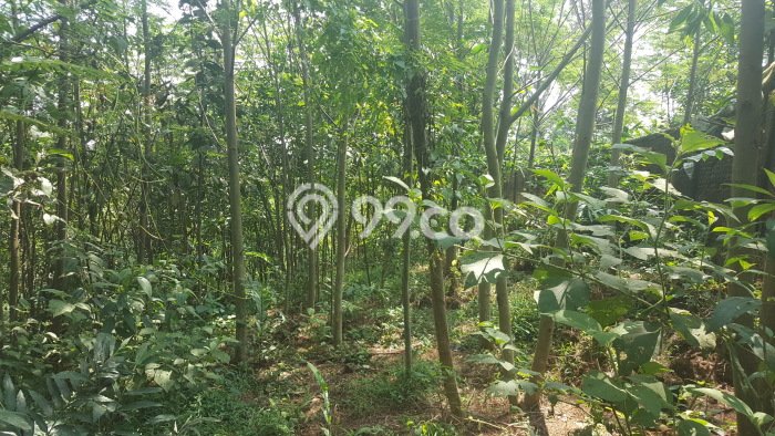 Lahan Dijual Lokasi Tenjo, Bogor dengan Luas Tanah 12050m2 dan Status Lain-lain Lahan Dijual Lokasi Tenjo, Bogor dengan Luas Tanah 12050m2 dan Status Lain-lain