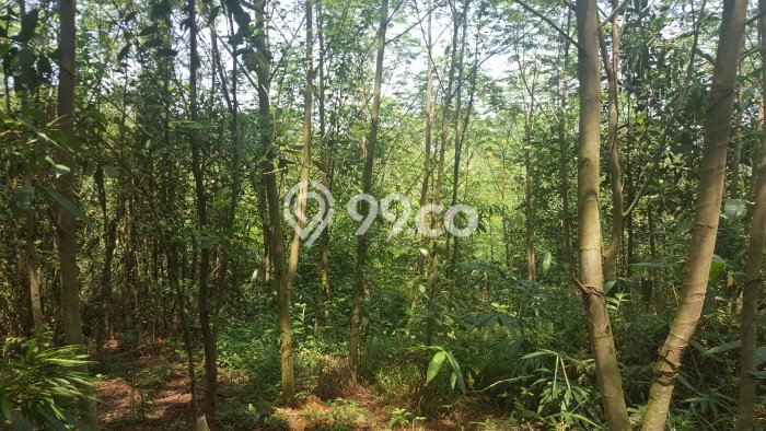 Lahan Dijual Lokasi Tenjo, Bogor dengan Luas Tanah 12050m2 dan Status Lain-lain Lahan Dijual Lokasi Tenjo, Bogor dengan Luas Tanah 12050m2 dan Status Lain-lain