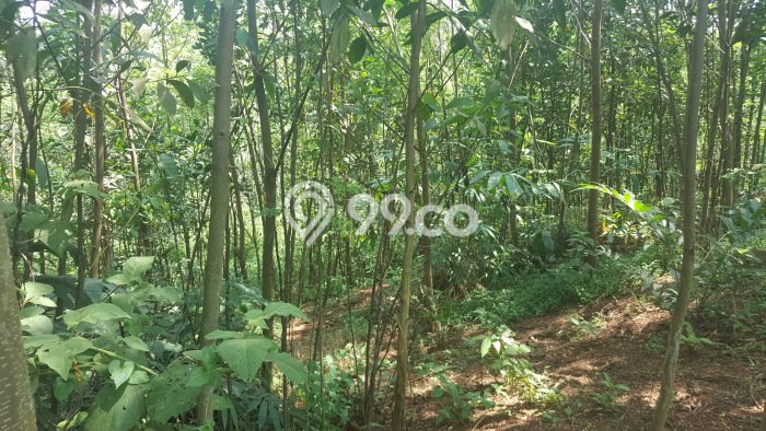 Lahan Dijual Lokasi Tenjo, Bogor dengan Luas Tanah 12050m2 dan Status Lain-lain Lahan Dijual Lokasi Tenjo, Bogor dengan Luas Tanah 12050m2 dan Status Lain-lain