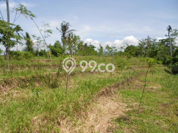 Tanah Lokasi Prima Kawasan Kerambitan, Luas 7700m², Lingkungan Asri, Akses Kerambitan, Tabanan, Tabanan Tanah Lokasi Prima Kawasan Kerambitan, Luas 7700m², Lingkungan Asri, Akses Kerambitan, Tabanan, Tabanan