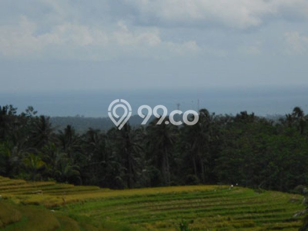 Jual Tanah Area Berkembang di Megati, Luas 8000m², Area Asri Jual Tanah Area Berkembang di Megati, Luas 8000m², Area Asri