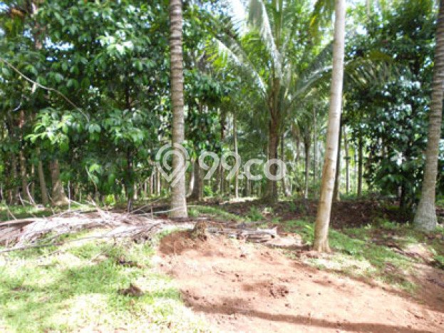 Jual Tanah Area Berkembang di Megati, Luas 8000m², Area Asri Jual Tanah Area Berkembang di Megati, Luas 8000m², Area Asri