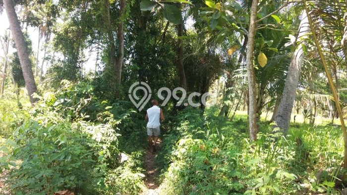 Tanah Investasi Dijual di Gianyar Punya Luas 10000m2 Tanah Investasi Dijual di Gianyar Punya Luas 10000m2