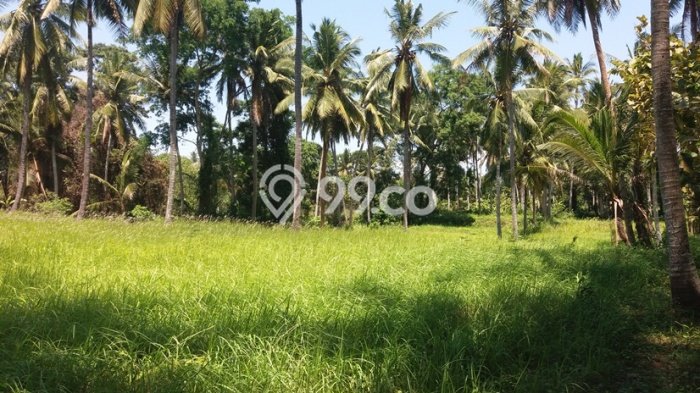 Tanah Investasi Dijual di Gianyar Punya Luas 10000m2 Tanah Investasi Dijual di Gianyar Punya Luas 10000m2