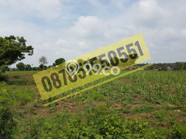Tanah Kavling untuk Dijual di Tikung Lamongan 5000m2 Tanah Kavling untuk Dijual di Tikung Lamongan 5000m2