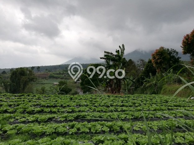 Dijual Tanah di , Luas 4650m2m², Lokasi Potensial Dijual Tanah di , Luas 4650m2m², Lokasi Potensial