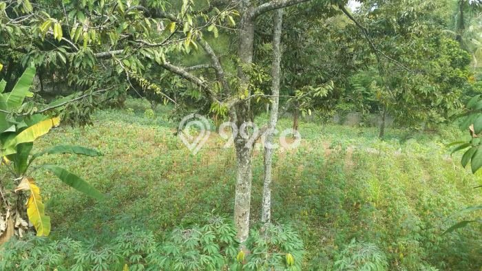 Untuk Dijual Tanah di Bogor, Luas 6143m2 SHM Untuk Dijual Tanah di Bogor, Luas 6143m2 SHM