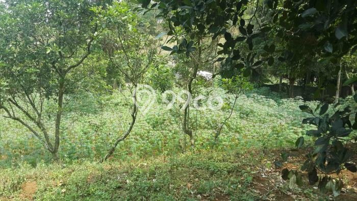 Untuk Dijual Tanah di Bogor, Luas 6143m2 SHM Untuk Dijual Tanah di Bogor, Luas 6143m2 SHM