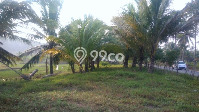 Untuk Dijual Tanah di Bayah Lebak Luas 20000m2 SHM Untuk Dijual Tanah di Bayah Lebak Luas 20000m2 SHM