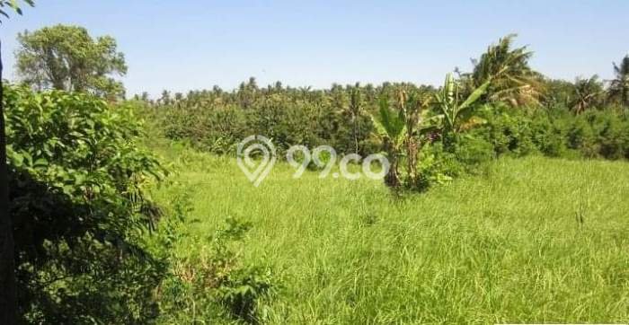 Dijual Tanah 2600m2 di Saba, Gianyar Dijual Tanah 2600m2 di Saba, Gianyar
