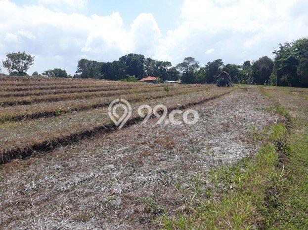 Nice Location!! 21 Are Rice Field View at Umalas 2, 5 mins to Petitenget Nice Location!! 21 Are Rice Field View at Umalas 2, 5 mins to Petitenget
