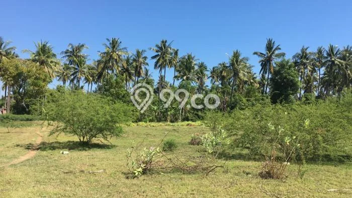 Kavling Tanah Dijual di Gerokgak Buleleng Spesifikasi 78000m2 Kavling Tanah Dijual di Gerokgak Buleleng Spesifikasi 78000m2