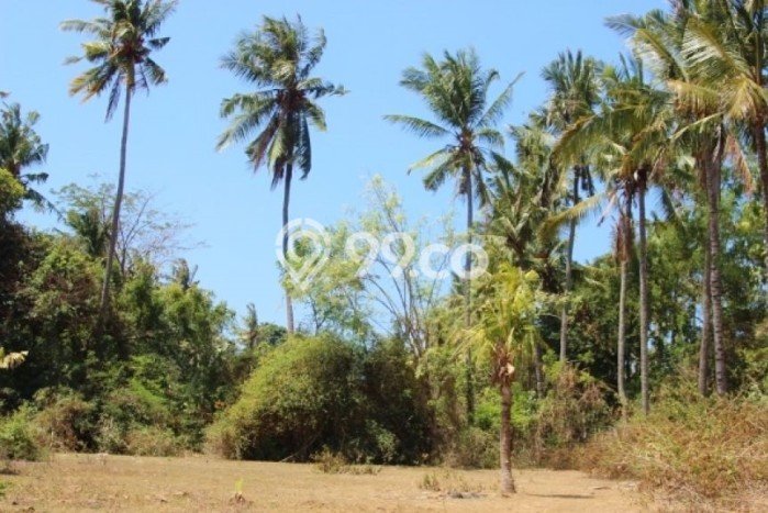 Tanah Kosong Dijual di Karangasem dengan Area 7000m2 Tanah Kosong Dijual di Karangasem dengan Area 7000m2