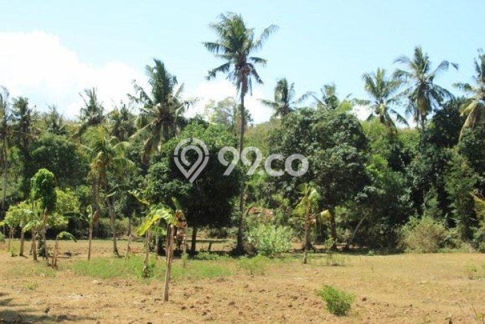 Tanah Kosong Dijual di Karangasem dengan Area 7000m2 Tanah Kosong Dijual di Karangasem dengan Area 7000m2