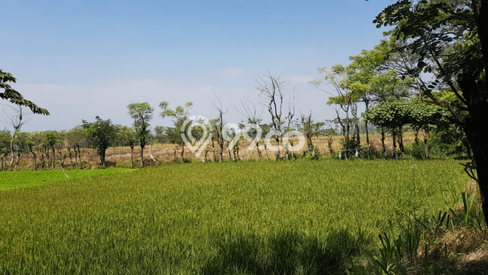 Kavling Tanah di Kraton Dijual Luas 8600m2 Legalitas SHM Kavling Tanah di Kraton Dijual Luas 8600m2 Legalitas SHM