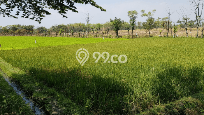 Kavling Tanah di Kraton Dijual Luas 8600m2 Legalitas SHM Kavling Tanah di Kraton Dijual Luas 8600m2 Legalitas SHM