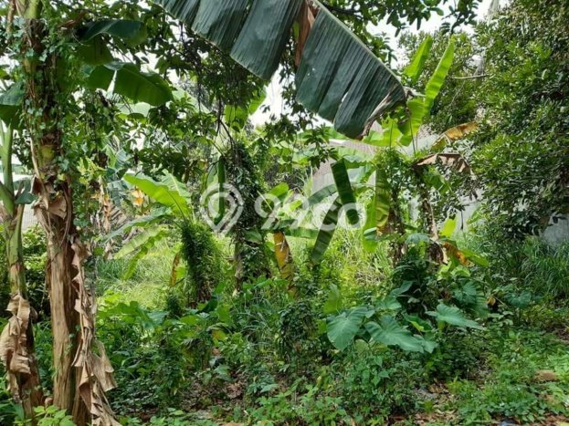 Tanah Dijual Lokasi Babakan Madang Bogor SHM Tanah Dijual Lokasi Babakan Madang Bogor SHM
