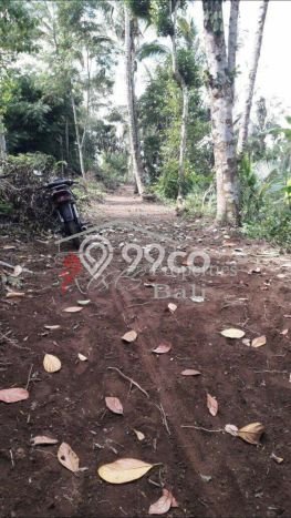 Tanah Komersial Dijual di Ubud Gianyar 2995m2 Tanah Komersial Dijual di Ubud Gianyar 2995m2