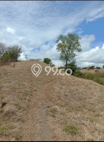Tanah di Kubutambahan, Buleleng Luas 15000m2 Dijual Segera Tanah di Kubutambahan, Buleleng Luas 15000m2 Dijual Segera