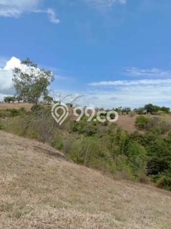 Tanah di Kubutambahan, Buleleng Luas 15000m2 Dijual Segera Tanah di Kubutambahan, Buleleng Luas 15000m2 Dijual Segera