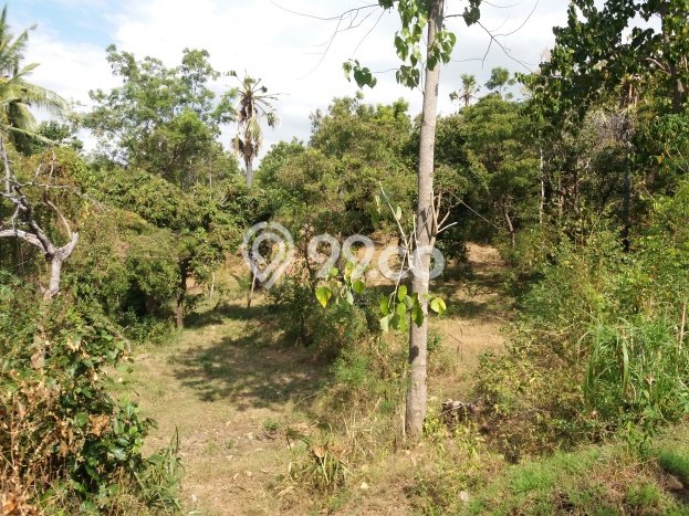Dijual Tanah 12500m2 di Bukti, Buleleng Dijual Tanah 12500m2 di Bukti, Buleleng
