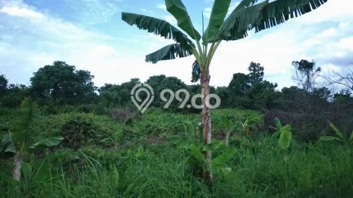 Tanah Strategis Kawasan Tampan, Luas 1200m², Cocok untuk Investasi Tanah Strategis Kawasan Tampan, Luas 1200m², Cocok untuk Investasi