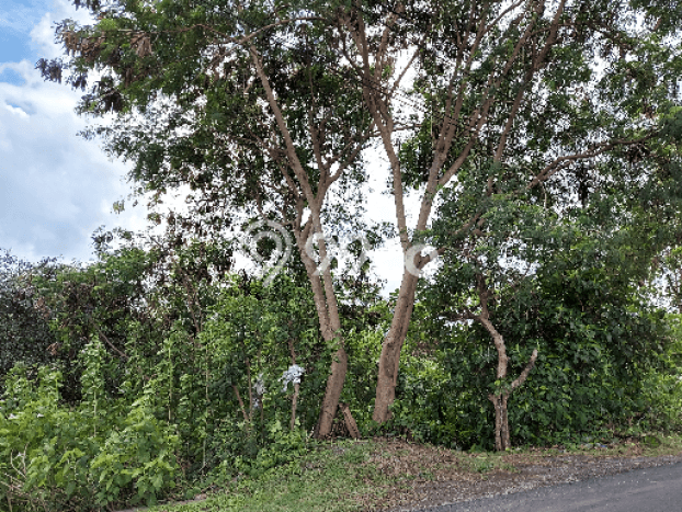 Untuk Dijual Tanah di Badung, Luas 5100m2 SHM Untuk Dijual Tanah di Badung, Luas 5100m2 SHM