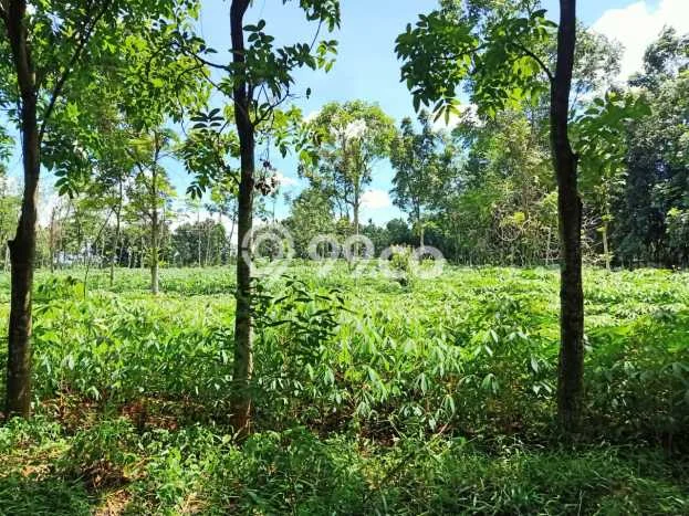 Tanah Komersial Dijual di Gunung Sindur Bogor 150000m2 Tanah Komersial Dijual di Gunung Sindur Bogor 150000m2