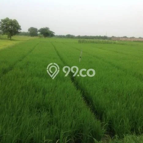 Tanah di Pucuk, Lamongan Luas 30000m2 Dijual Segera Tanah di Pucuk, Lamongan Luas 30000m2 Dijual Segera