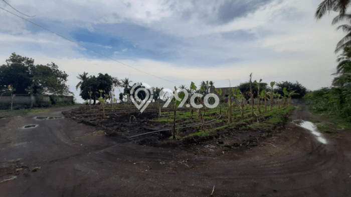 Tanah Kavling Dijual di Buleleng dengan Spesifikasi 5350m2 Tanah Kavling Dijual di Buleleng dengan Spesifikasi 5350m2