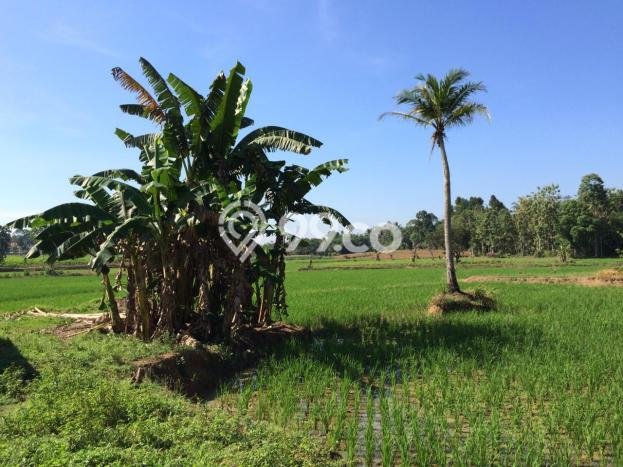 Tanah Komersial Dijual di Tegineneng Pesawaran 1m2 Tanah Komersial Dijual di Tegineneng Pesawaran 1m2