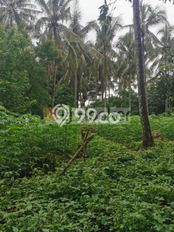 Tanah untuk Dijual Lokasi Tejakula, Buleleng Luas 4200m2 SHM Tanah untuk Dijual Lokasi Tejakula, Buleleng Luas 4200m2 SHM