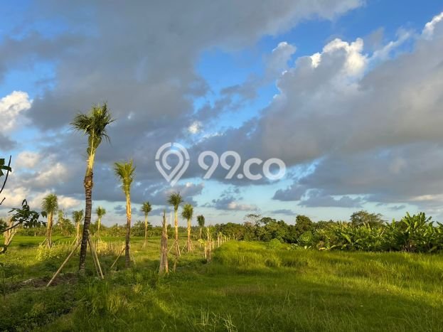 Kavling Tanah untuk Dijual di Canggu, Badung, Luas 120m2 Kavling Tanah untuk Dijual di Canggu, Badung, Luas 120m2